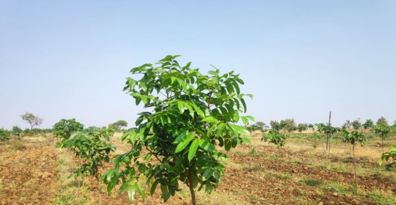 Dream Farms Phase 3, Sangareddy - Farms Land