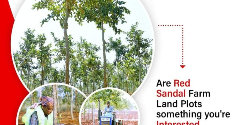 Red Sandalwood Farmland, Prakasam - Farms Land