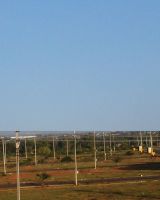 Taras Palm Field
