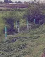 Essarjee Royale