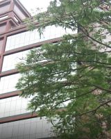 Sobha Opal