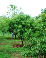 Pragati Green Valley