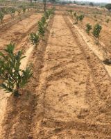 ECR Orchard