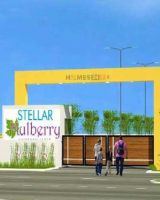 Stellar Mulberry