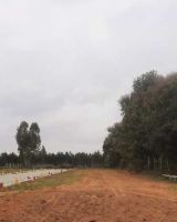 Silver Woods