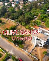 Olive Sands