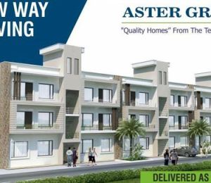 Aster Greens