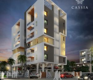 Pandit Cassia