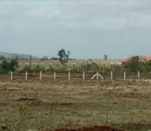 ABC Olive Yards