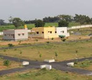 AVS Jasmine Valley