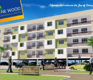 Amaltas Pine Wood