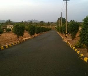 Sitrus Sai Meadows