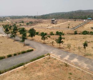 LG Tranquil Woods