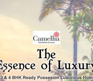 Camellia