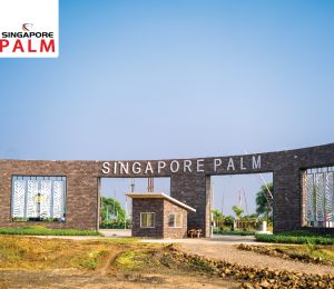 Singapore Palm