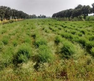 Oxyrdige Farms