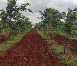 Green Trees Plantation
