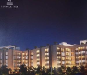 Terrace Tree