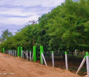 Green Leaf