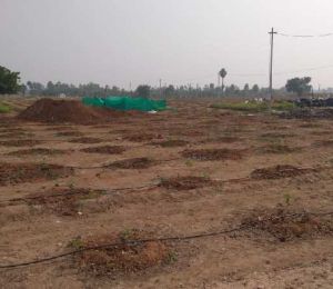 Vasavi Sandal County