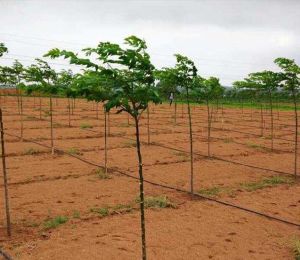 Green Acres