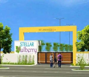 Stellar Mulberry