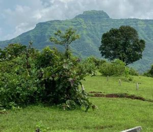 Paal Hills