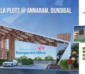 Mahaveer Silpa Bougainvillea