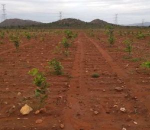 Nithya Sree Farm Lands