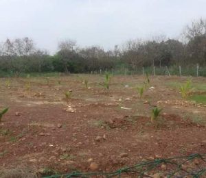 Wellness Farm