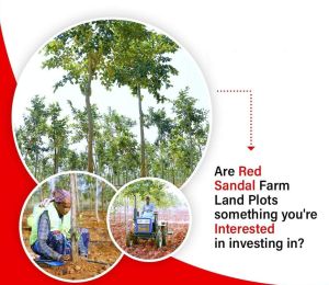 Red Sandalwood Farmland