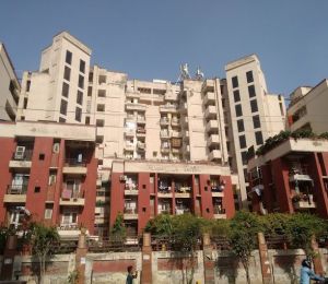 Jyoti Super Gardenia