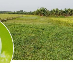 Green World