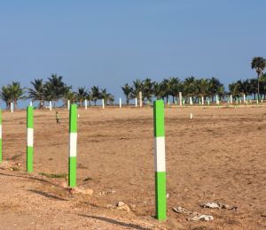 Elai Beach Meadows