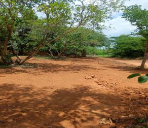 Jain Farms