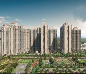 Prateek Grand Begonia