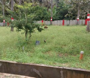 Gss Herbal Coco Enclave