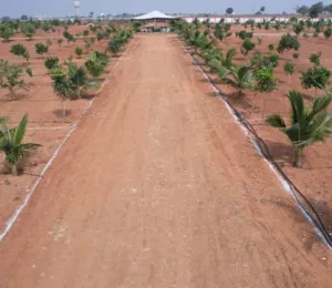 Sherya Green Fields