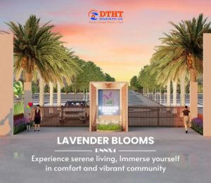 Lavender Blooms