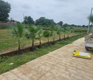 Amul City