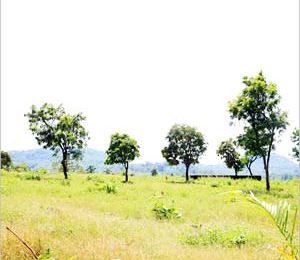 Star Meadows