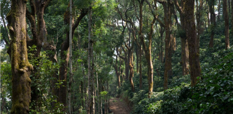  Agricultural Land 391 Ares for Sale in Balehonnur, Chikmagalur