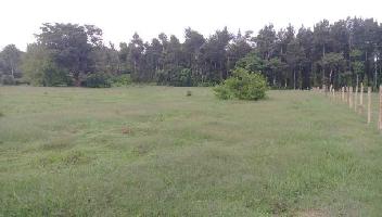  Agricultural Land for Sale in Sakleshpur, Hassan