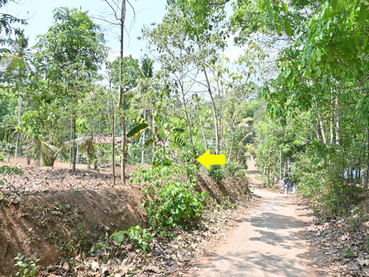  Residential Plot 35 Cent for Sale in Elanthoor, Pathanamthitta