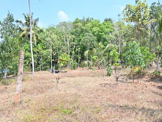  Residential Plot 35 Cent for Sale in Elanthoor, Pathanamthitta