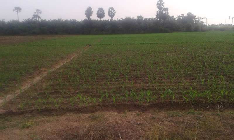 Agricultural Land 59 Cent for Sale in Tanuku, West Godavari