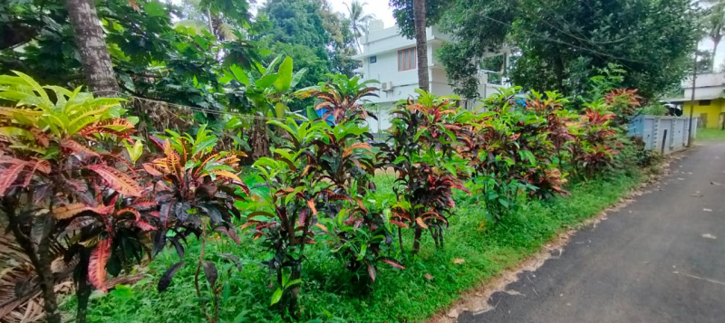  Residential Plot 14 Cent for Sale in Kanimangalam, Thrissur