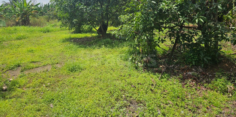  Residential Plot 15 Cent for Sale in Chembukkav, Thrissur