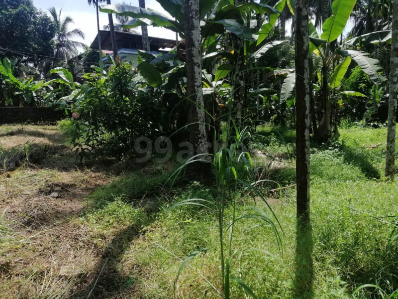  Residential Plot 15 Cent for Sale in Chembukkav, Thrissur