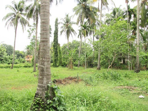  Residential Plot 15 Cent for Sale in Chembukkav, Thrissur